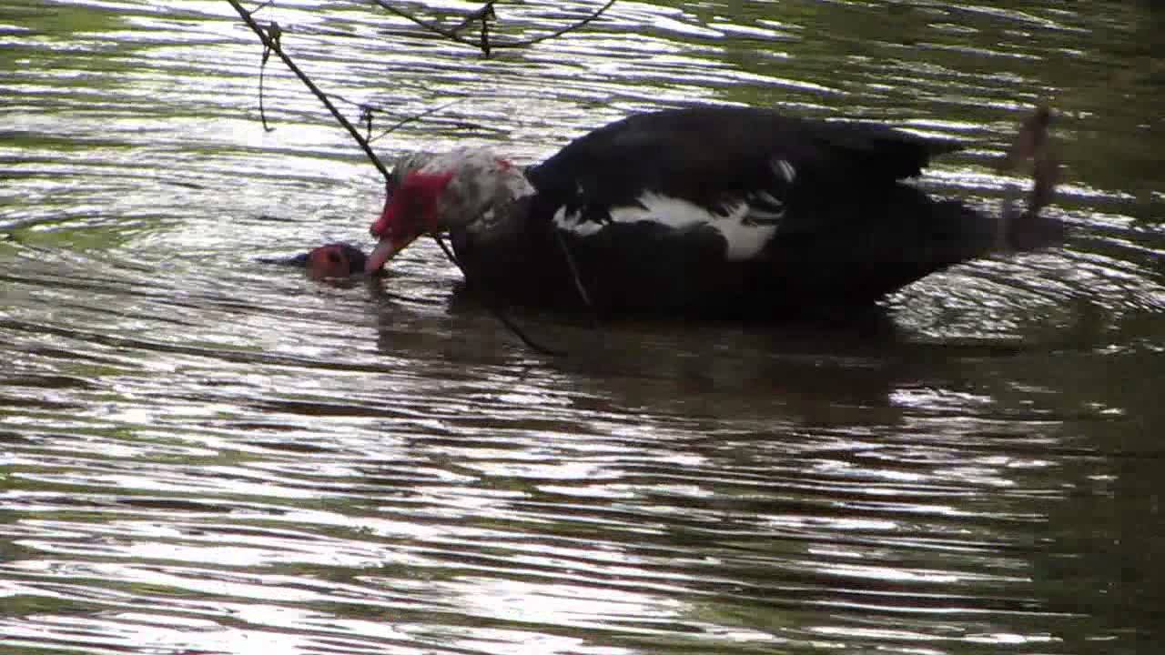 Turtles and Ducks July 12, 2015 YouTube