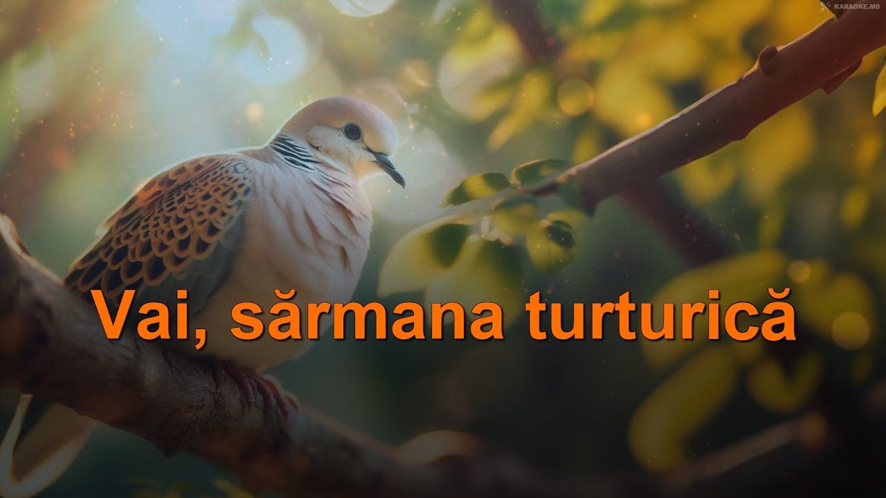 Maria Dragan - Vai, sărmana turturică. 🄺🄰🅁🄰🄾🄺🄴