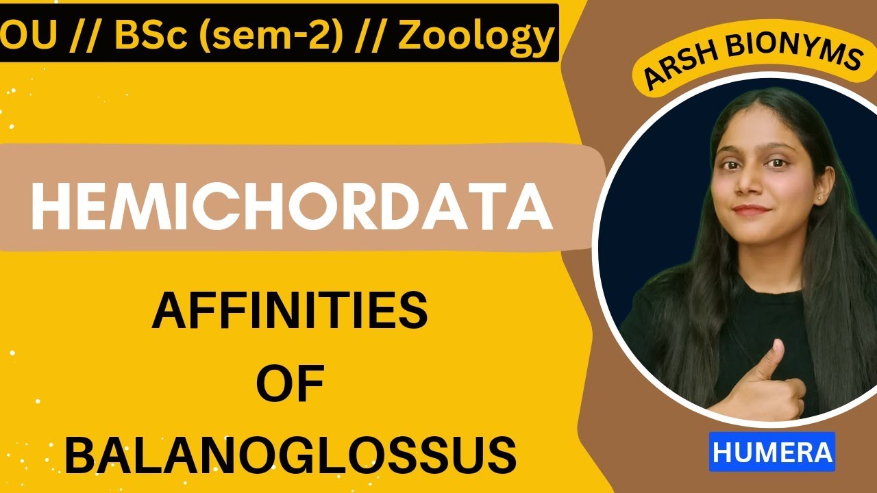 Affinities of balanoglossus||Zoology||sem 1 || Osmania University|| humera