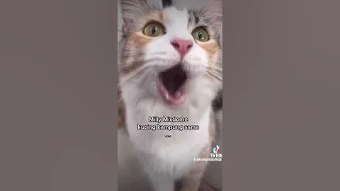 Watch the video about Milly kucing calico canti mix mainecoon