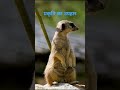 प्रकृति का उपहार #meerkat #shortfeed #shortsvideoviral2025 #facts #nature #travel #wildlife