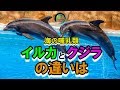 ◆知っ得◆雑学 イルカとクジラの違い・区別方法