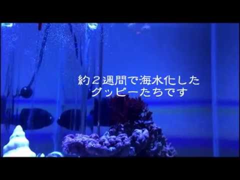 カクレクマノミ グッピー混泳 Clownfish Guppy Mix Aquarium Youtube
