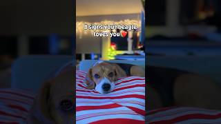 Signs your beagle loves you #dog #beagletales #beaglebreed #beagle #beagledog #beaglelife