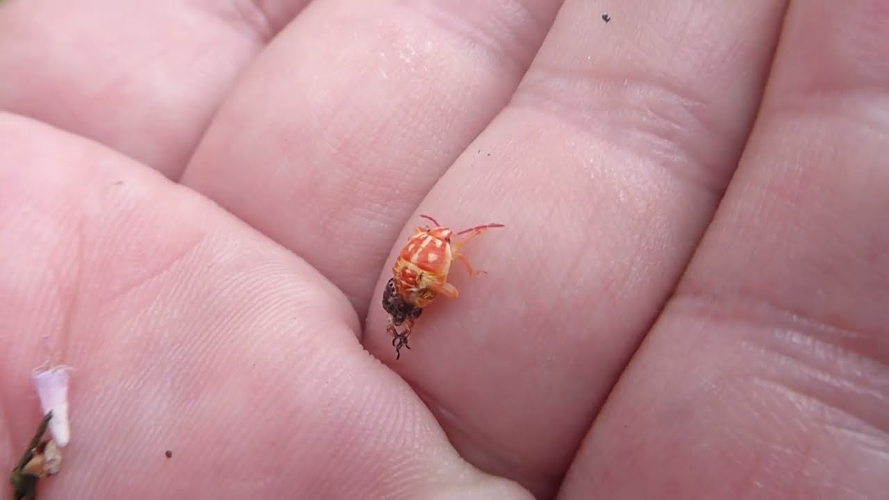 Black-shouldered Shieldbug, Carpocoris purpureipennis, Bemelerberg, L, the Netherlands, 22 Aug 2025