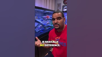 Keeping Discus isn’t as hard as it seems!