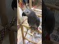 【ヨウムのレオ君】グーしか出さないレオ君にパーを出し続けたら…？