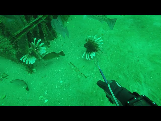 Divers removing large numbers of lionfish in Pensacola.