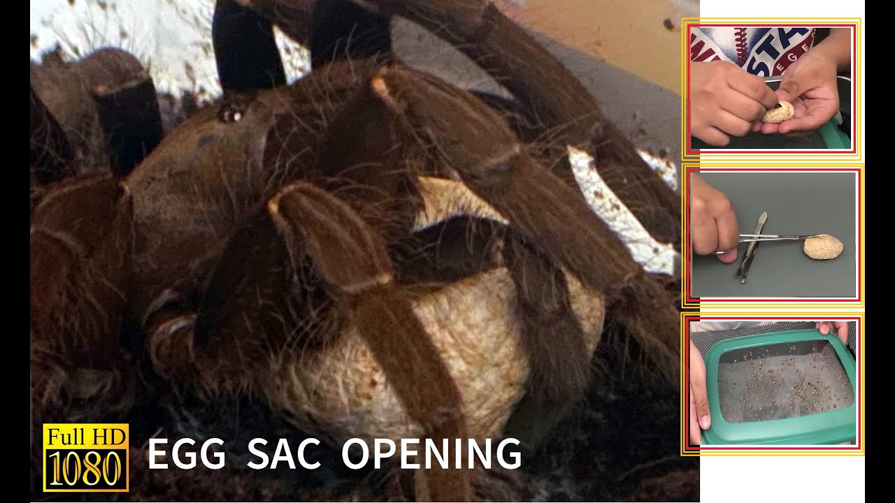Tarantula Amazing Egg Sac Opening Eggs with Legs Sling Spiders.2