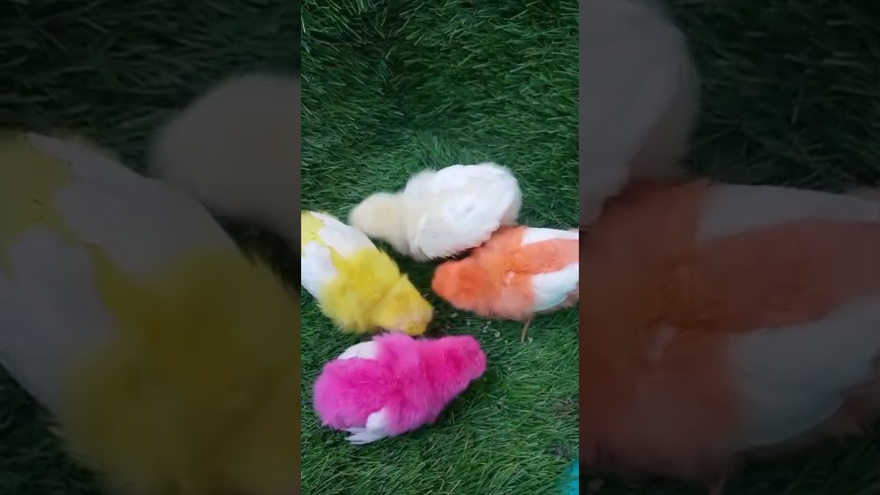 Color Full Tiny Chicks  Red white Pink