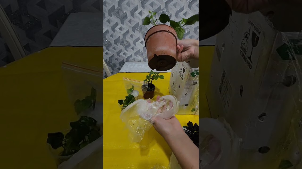 N⁰-234. Янги гуллар олдим...