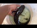 വരാൽ ആണും പെണ്ണും എങ്ങനെ തിരിച്ചറിയും | Snakehead fish male and female