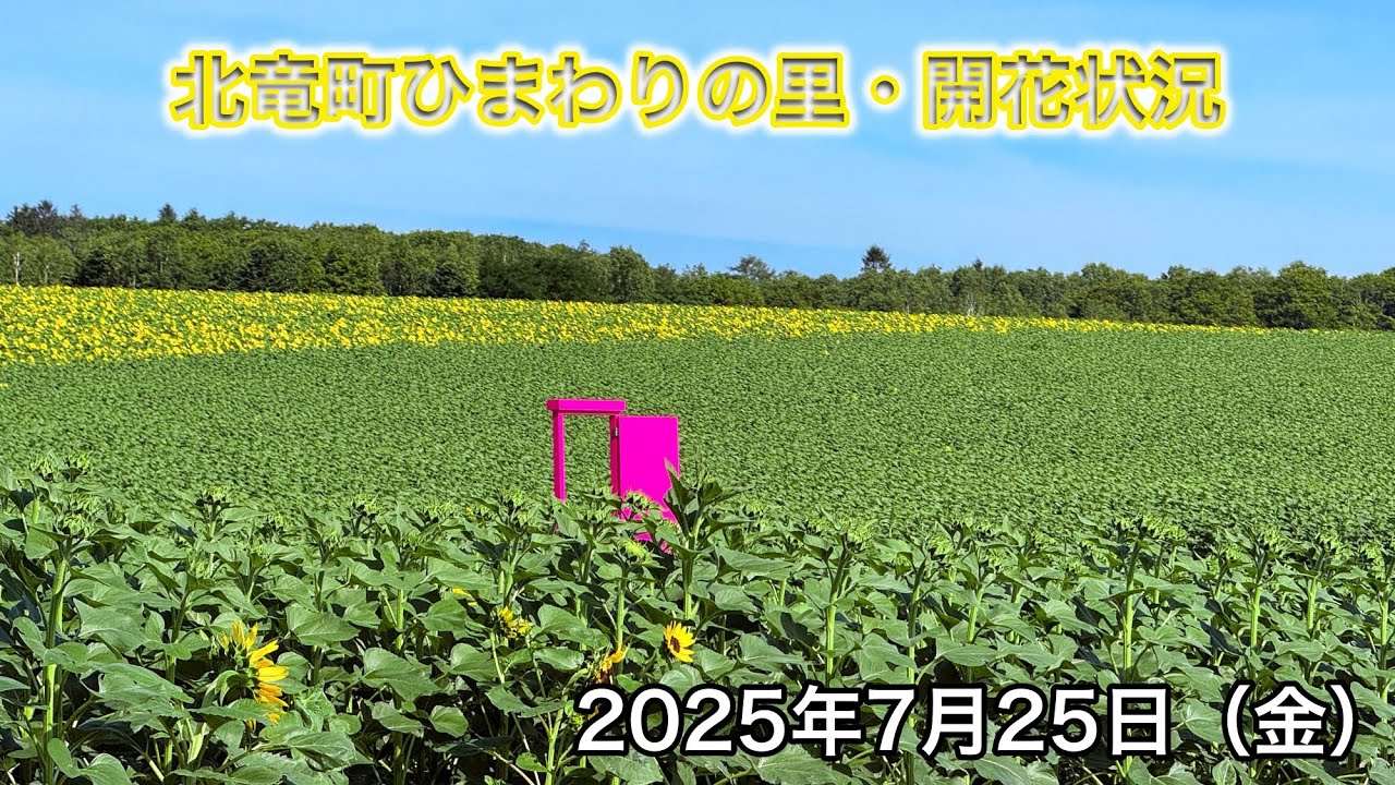 7月25日（金）ひまわりの里 開花状況：希望の黄色が広がる！丘の上の畑