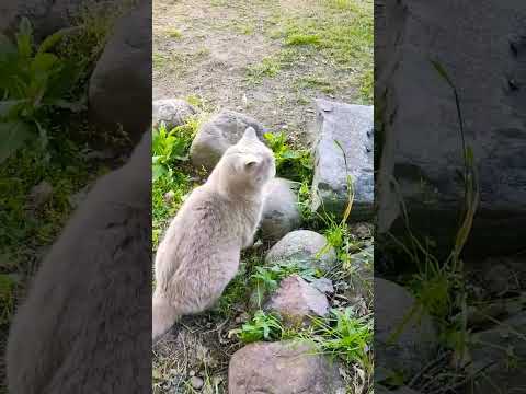 #кот #кино #коты #природа #природа #music #nature #cat #cats #рекомендации #shorts #юмор #humor