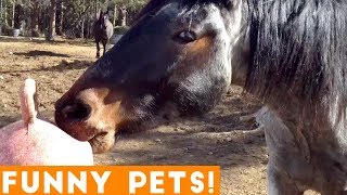 Funniest Pets \& Animals of the Week Compilation October 2018 | Funny Pet Videos