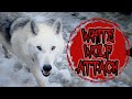 If a wolf attacked, what would you do? #wolf #dog #attack