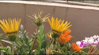 Timelapse Gazania/ African daisy
