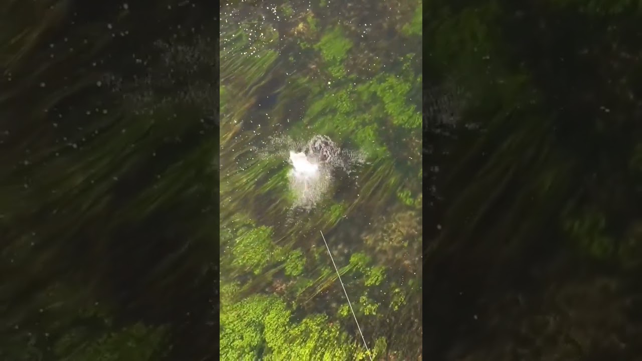 Big brownie jumping its way to the net 