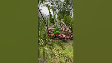Serindit King Hampir Lepas Dalam Jebakan