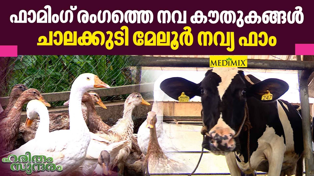Navya farms, a beautiful paradise for cattle animals at Thrissur | Haritham EP 396