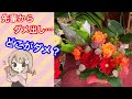 【お悩み相談】フラワーアレンジメントを注意されてどこが悪いか分からない時の対処法