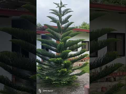 Video: Anong mga puno ang may pine needles?