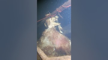 This was a creepy find whilst scuba diving!