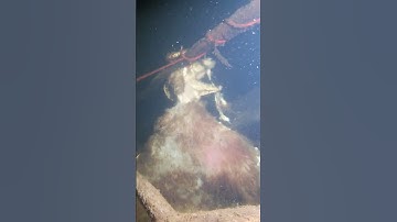 This was a creepy find whilst scuba diving!