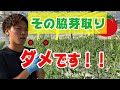 【トマト】本当によく育つ脇芽の取り方！トマト農家が解説！