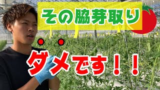 【トマト】本当によく育つ脇芽の取り方！トマト農家が解説！