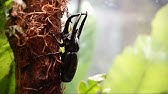 昆虫たちの不思議な生態を活写 映画 アリのままでいたい 予告編 Youtube 昆虫たちの不思議な生態を活写 映画 アリのままでいたい 予告編 Youtube