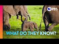 Elephant Moms Carry the Wisdom of Generations | IN OUR NATURE