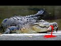 10 Most Dangerous Crocodile Species In The World