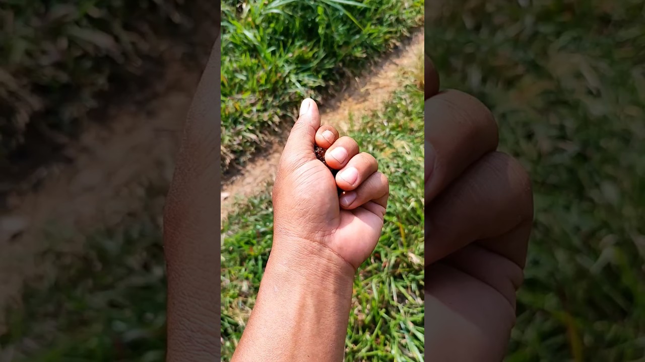 so stinky animal 😅 i found triple bug at once 