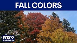 Fall colors: What to expect in Minnesota in 2026