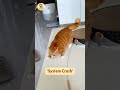 Orange Cat OS: 'Warrior Mode' vs 'System Crash' 🔥🔥#cat #funnycats #cutecat #pets #trendingshorts