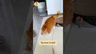 Orange Cat OS: 'Warrior Mode' vs 'System Crash' 🔥🔥#cat #funnycats #cutecat #pets  #trendingshorts