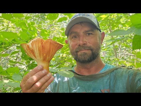 Summer Lobster Mushroom Foraging in Minnesota