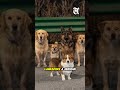 Viral Story Seven Dogs’ Incredible Escape on Chinese Highway