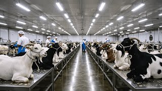 Inside Americas Goat Industry  Raising And Processing Millions Of Goats Every Year