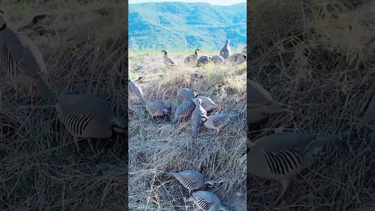 chakor ki video chakor ki awaz 