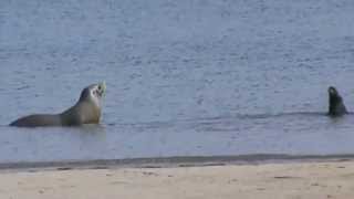 Sea Otter vs. Sea Lion | ラッコ vs アシカ