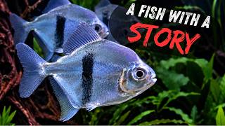 The Story Behind Myloplus aylan - Blue Hook Silver Dollar