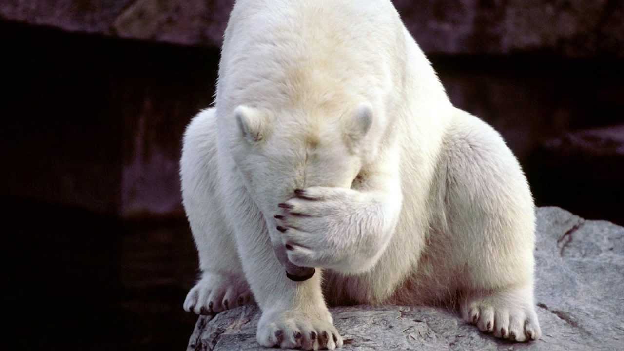 funny animals 