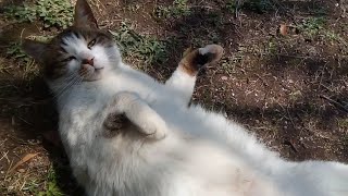 白キジ猫をモフモフすると喜んでお腹もモフモフを要求してきた。