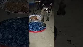 Baby Raccoon eating blueberries ? #shorts #shortvideo #animals #raccoon