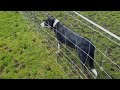 Five month old Border Collie Pups meet sheep for the second time