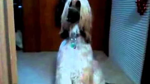 Video 6784871: face himalayan persian cat, doll face himalayan persian, dogs himalayan cat, cat fetching