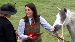 Merlod Mynydd Cymreig - Eboles 3 | Welsh Mountain Ponies - Filly 3 yr old