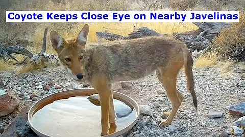Coyote Arrives 1 Minute After Rival Javelinas